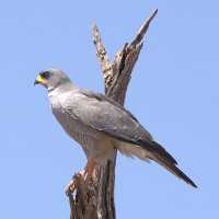 Eastern Chanting-Goshawk